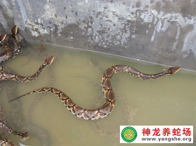 五步蛇养殖视频,五步蛇生态养殖,五步蛇养殖场