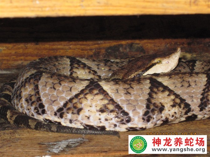 五步蛇养殖视频