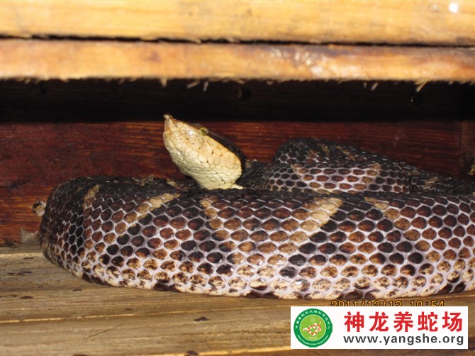 五步蛇养殖视频