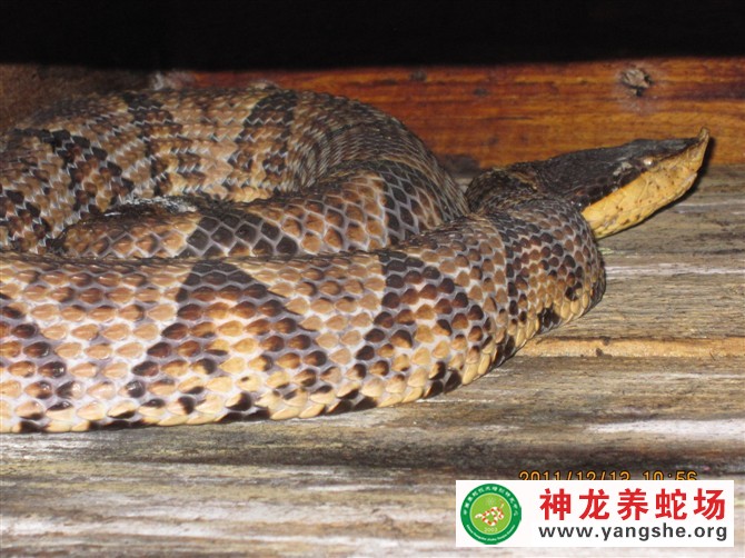 五步蛇养殖视频