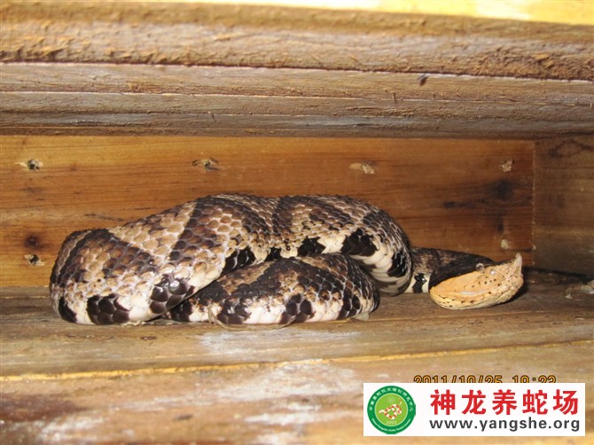 五步蛇养殖视频