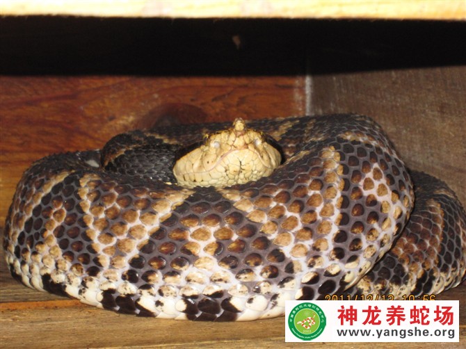 五步蛇养殖视频