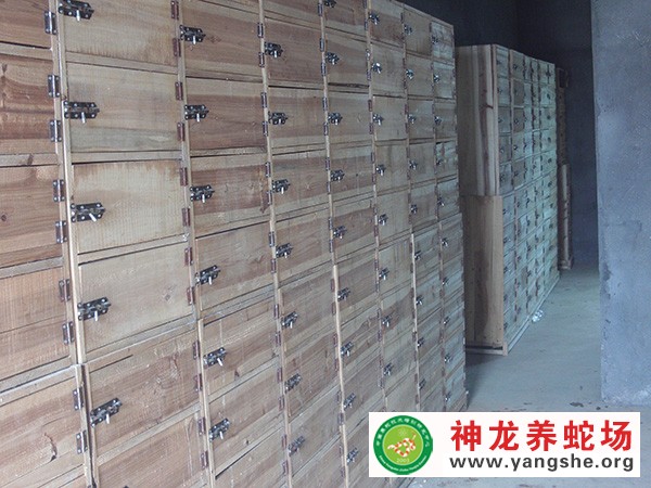 眼镜蛇木箱养殖视频,室内木箱养蛇,木箱养蛇技术