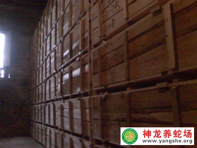 眼镜蛇木箱养殖视频,室内木箱养蛇,木箱养蛇技术