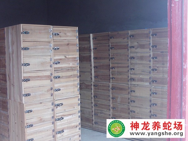 眼镜蛇木箱养殖视频,室内木箱养蛇,木箱养蛇技术