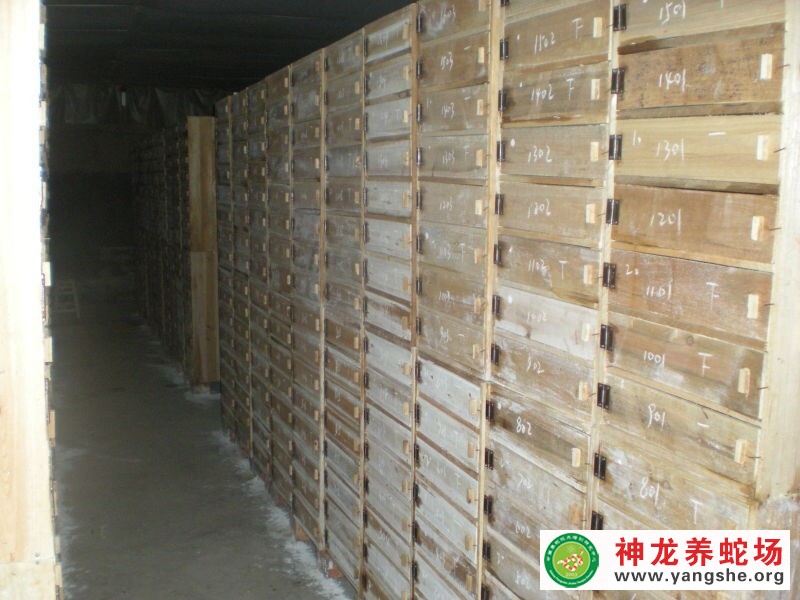 眼镜蛇木箱养殖视频,室内木箱养蛇,木箱养蛇技术