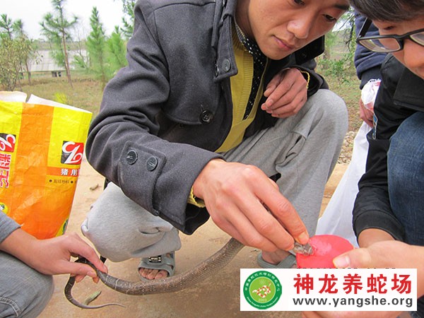 取蛇毒视频,取蛇毒技术视频,取蛇毒方法