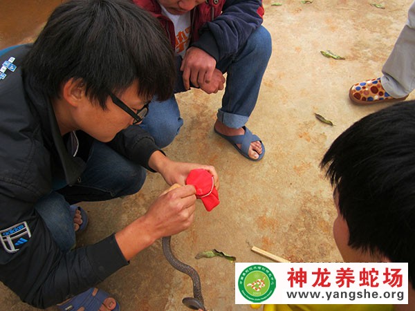 取蛇毒视频,取蛇毒技术视频,取蛇毒方法