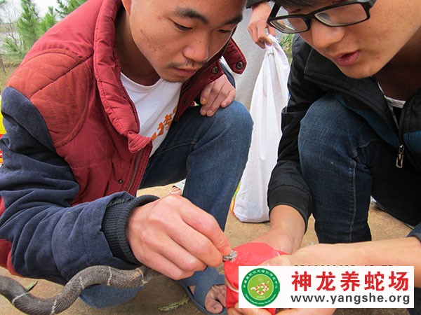 取蛇毒视频,取蛇毒技术视频,取蛇毒方法