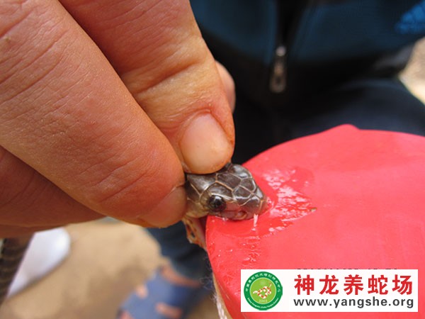 取蛇毒视频,取蛇毒技术视频,取蛇毒方法