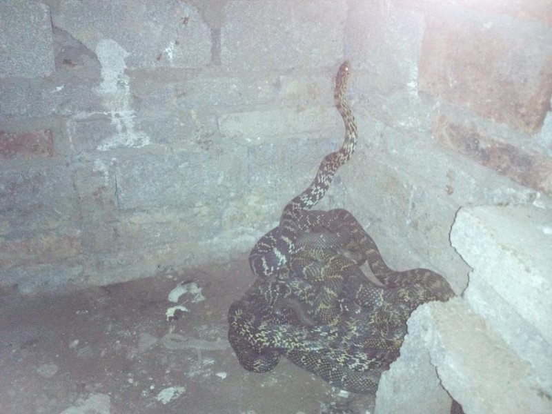 新手养蛇养什么蛇