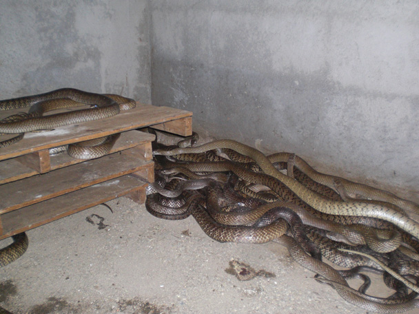 新手养蛇养什么蛇