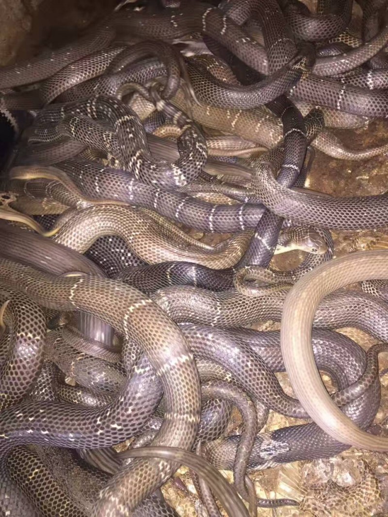 新手养蛇养什么蛇