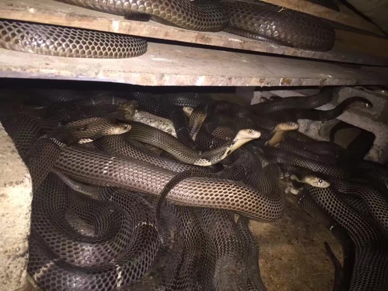 新手养蛇养什么蛇