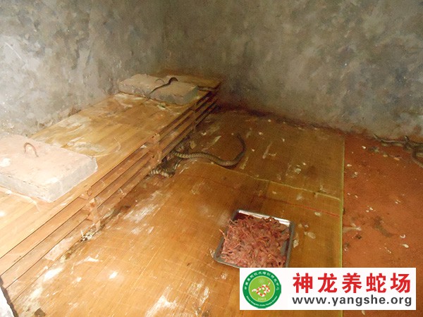 人工养蛇饲料投喂