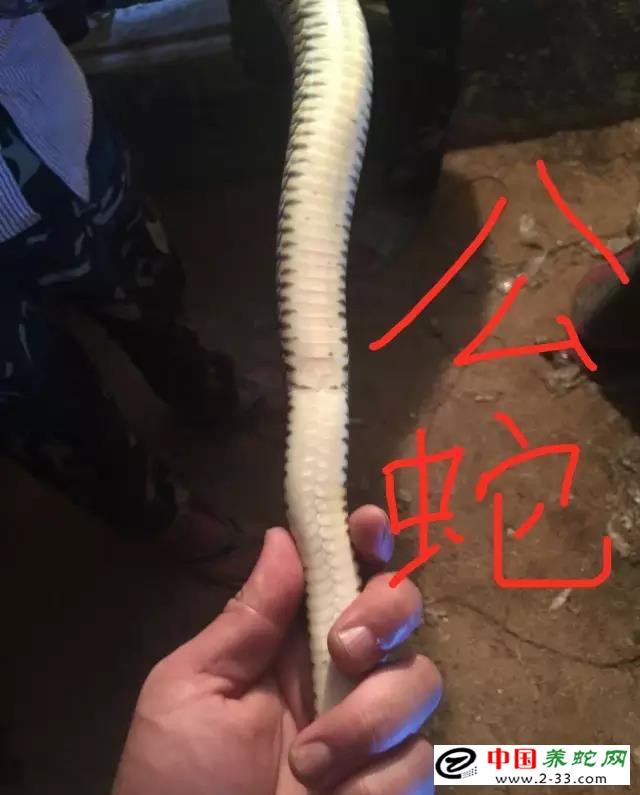 水律蛇区分公蛇母蛇方法