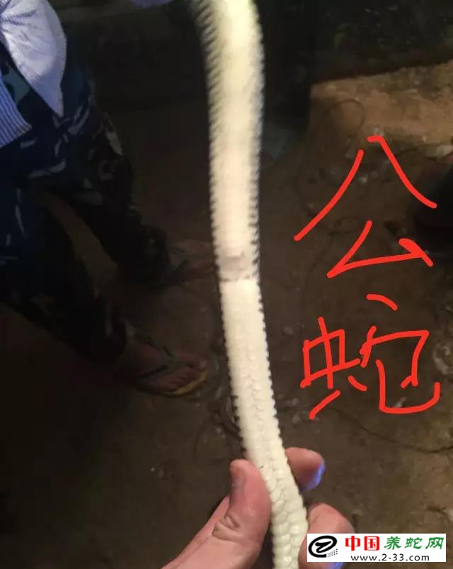 水律蛇区分公蛇母蛇方法