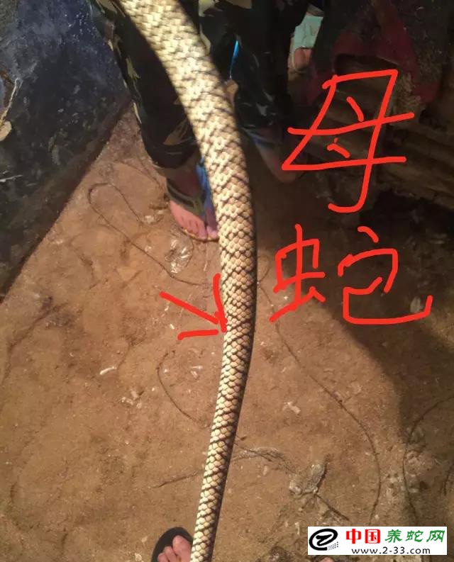 水律蛇区分公蛇母蛇方法