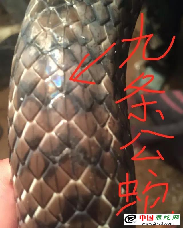 水律蛇区分公蛇母蛇方法