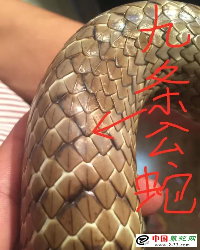 水律蛇区分公蛇母蛇方法