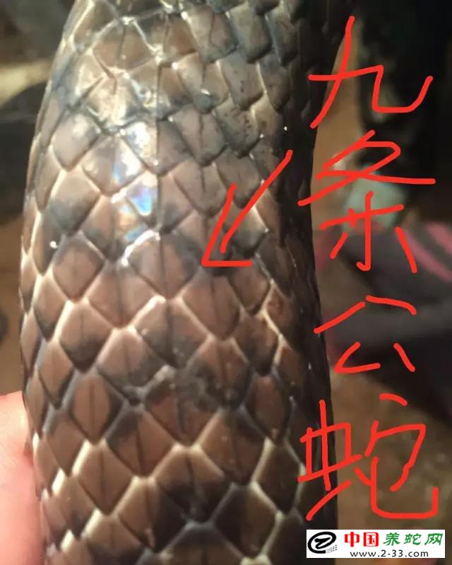 水律蛇区分公蛇母蛇方法