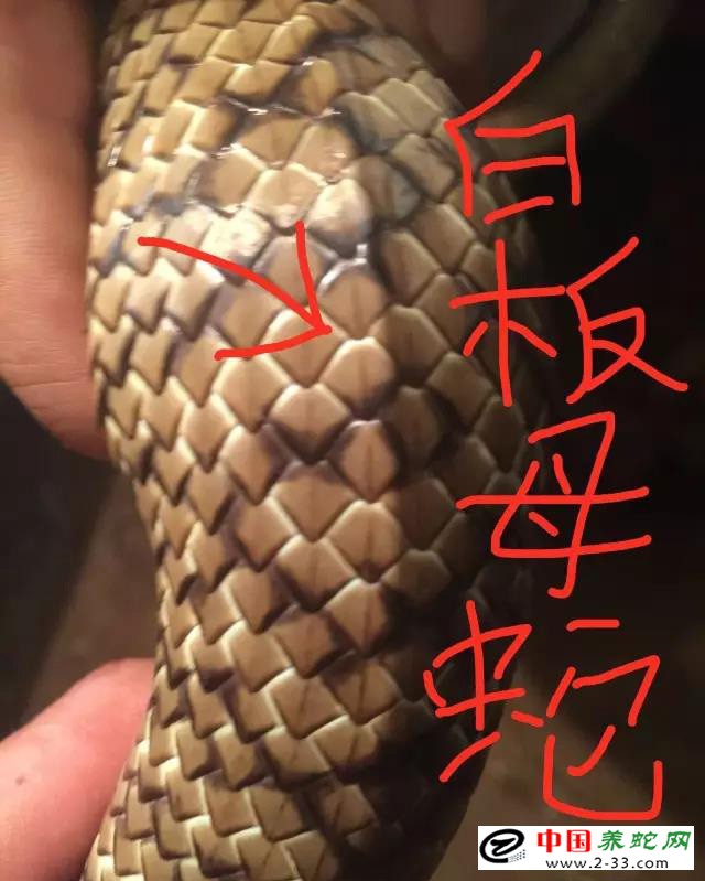 水律蛇区分公蛇母蛇方法