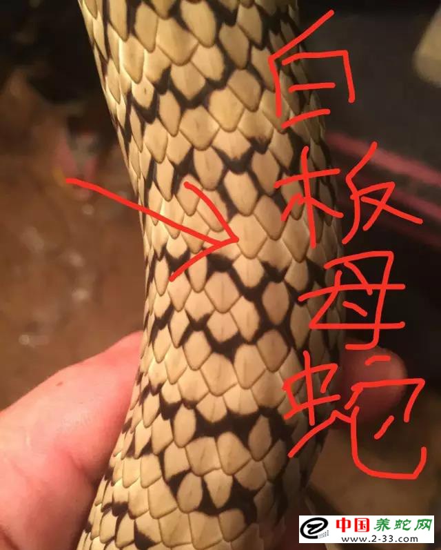 水律蛇区分公蛇母蛇方法