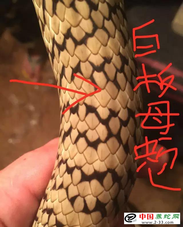 水律蛇区分公蛇母蛇方法