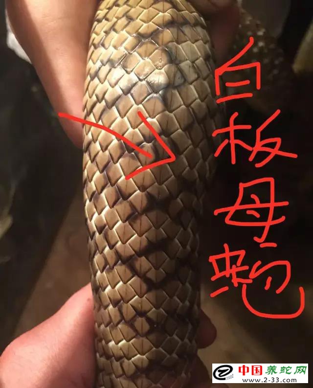 水律蛇区分公蛇母蛇方法