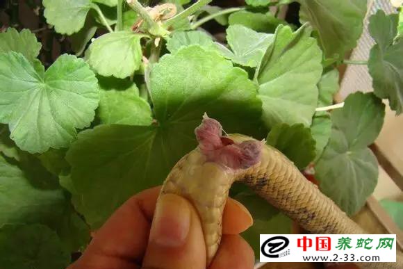 大王蛇区分公母的方法