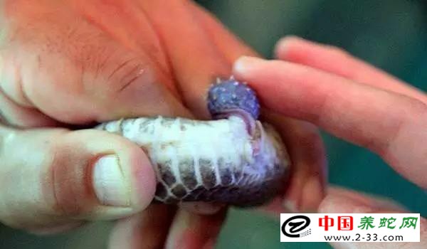 大王蛇区分公母的方法