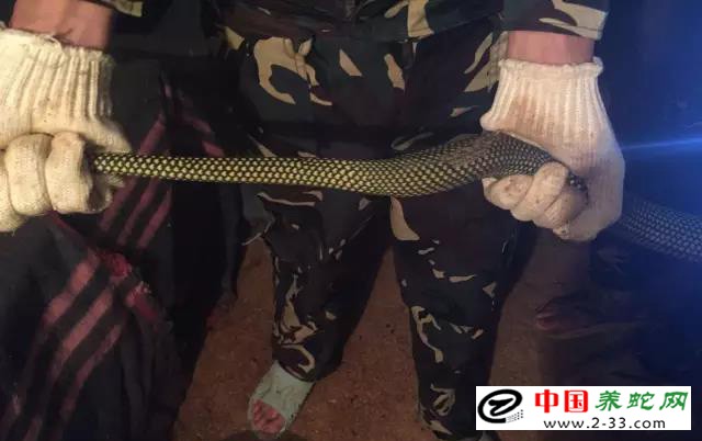 大王蛇区分公母的方法