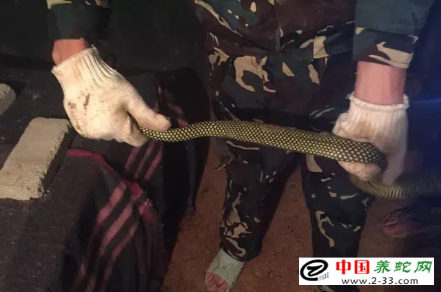 大王蛇区分公母的方法