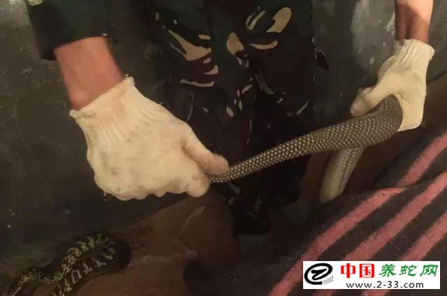 大王蛇区分公母的方法