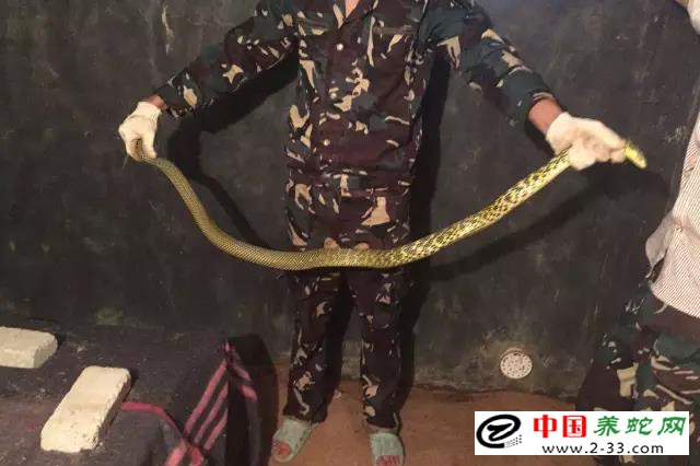 大王蛇区分公母的方法