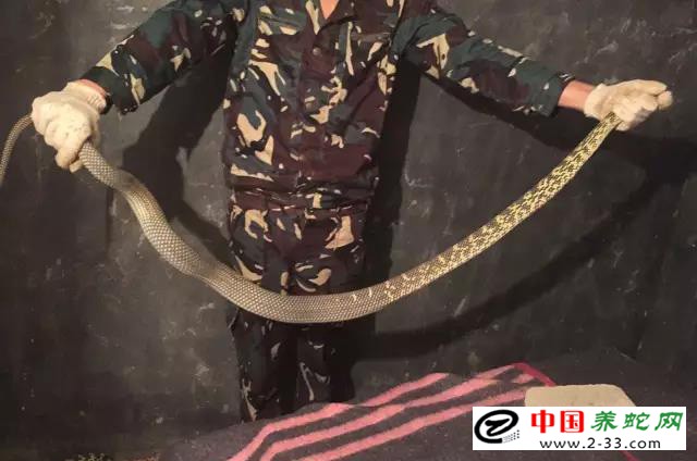 大王蛇区分公母的方法