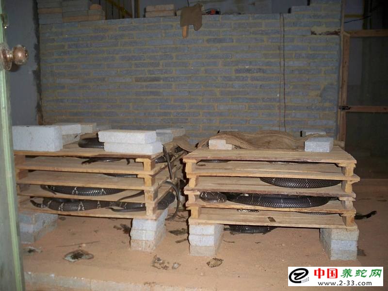 发酵床养蛇技术视频
