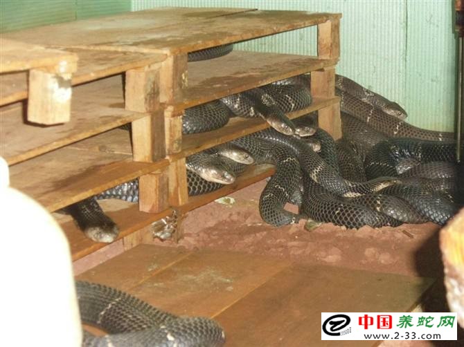 发酵床养蛇技术视频