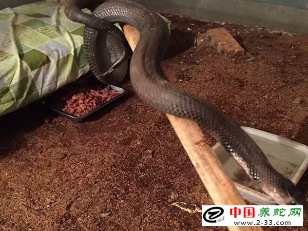 毒蛇养殖技术
