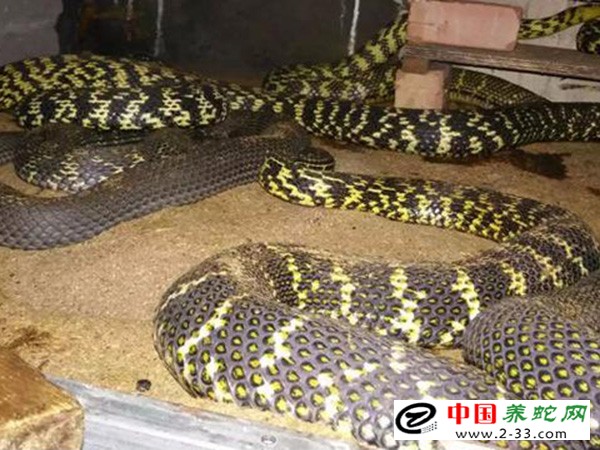大王蛇养殖技术