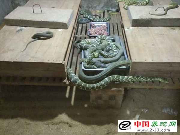 大王蛇养殖技术