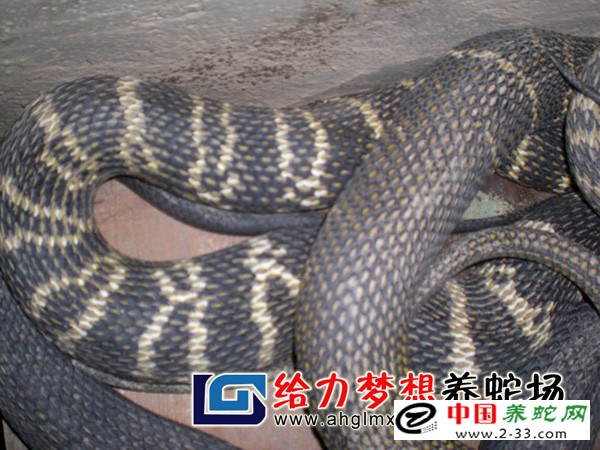  大王蛇养殖