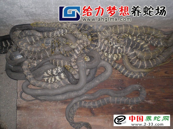  大王蛇养殖