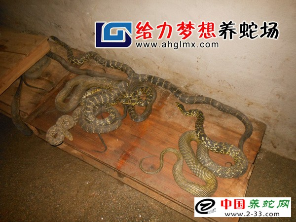  大王蛇养殖