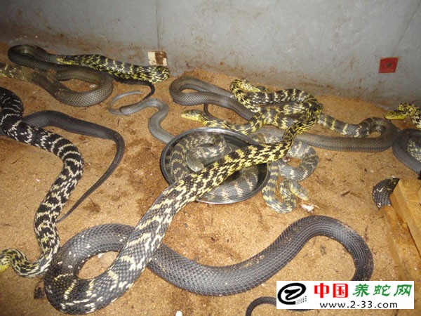 大王蛇的养殖方法