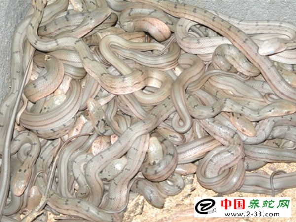 大王蛇的养殖方法