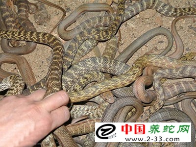 大王蛇的养殖方法